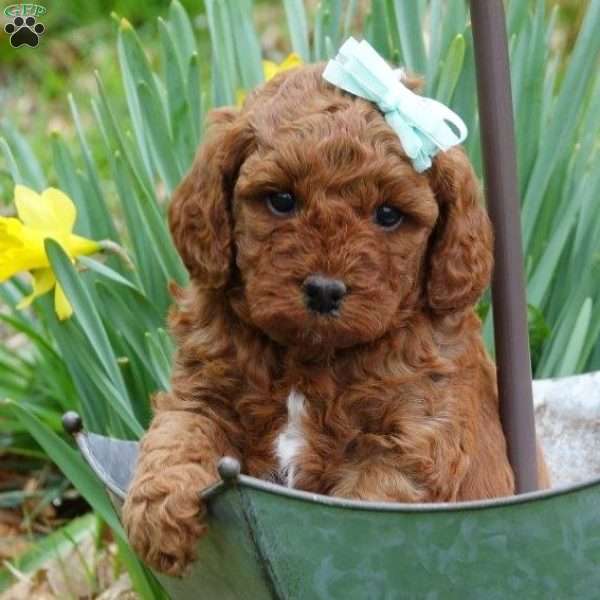 Spring Rayne, Mini Labradoodle Puppy